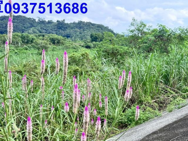 員山農地-11